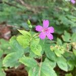 Geranium nodosumBloem