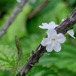 Stachytarpheta cayennensis Flower