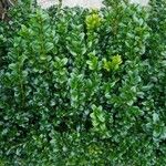 Buxus sempervirensLeaf