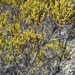 Erica reunionensis Feuille