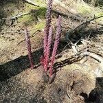 Allotropa virgata Habitat