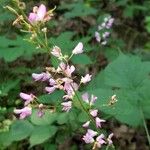 Hylodesmum glutinosum Floare