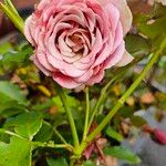 Abundance Rose - Rosé OrangeFlor