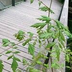 Koelreuteria paniculata Yaprak