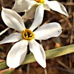 Narcissus obsoletus Квітка