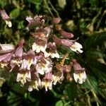 Penstemon canescens Flower