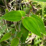 Miconia strigillosa Leaf