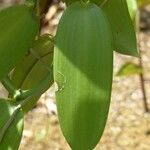 Vanilla planifolia 葉