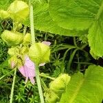 Malva alcea Flower