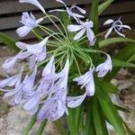 Agapanthus africanusFlower