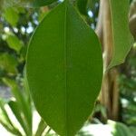 Ficus benjamina Yaprak