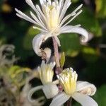 Clematis vitalba Fiore