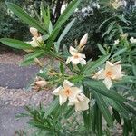Nerium oleander Žiedas