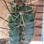 Leptocereus wrightii Hoja