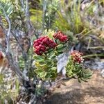 Cyathopsis albicans Fruit