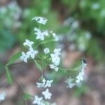 Galium sylvaticum Flor