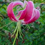 Lilium speciosum Kvet