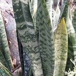 Sansevieria trifasciata ഇല