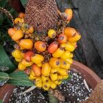 Amorphophallus bulbifer Fruit