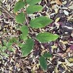 Deutzia staminea Leaf