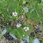 Gagea serotina Fula