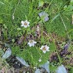 Gagea serotina Flower