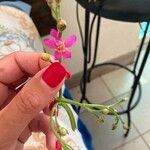 Talinum paniculatum Květ
