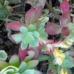 Sedum palmeri ഇല