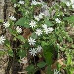 Stellaria puberaΛουλούδι