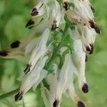 Fumaria capreolata Virág