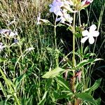 Saponaria officinalis Libunga