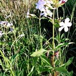 Saponaria officinalis Habit