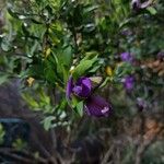 Polygala myrtifolia Flower