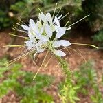 Cleome speciosa Flower