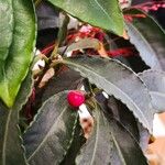 Ardisia crenata葉