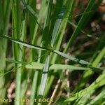 Asperula tinctoria Écorce