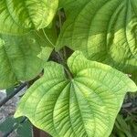 Dioscorea sansibarensis List