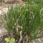 Allium fistulosum Blatt