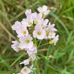 Cardamine pratensisBlomma