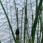 Equisetum hyemale പുറംതൊലി