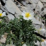 Ranunculus seguieri Habit