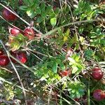 Vaccinium macrocarpon Fruit