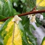 Elaeagnus × submacrophylla Fleur