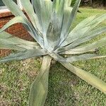 Agave asperrima Habit