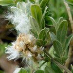 Salix repens Frugt