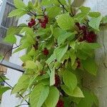 Schisandra chinensis Fruit