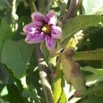 Solanum melongena Λουλούδι