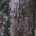 Acacia koaia Bark