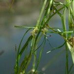 Zannichellia palustris Çiçek