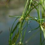 Zannichellia palustris Квітка